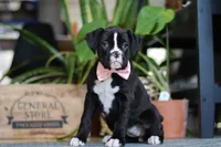 Bella, a female Boxer for sale in Fredericksburg, OH – Photo 1 of 6