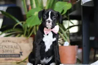 Bella, a female Boxer for sale in Fredericksburg, OH – Photo 4 of 6