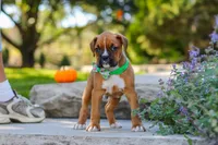 Max, a male Boxer for sale in Fredericksburg, OH – 9 of 10