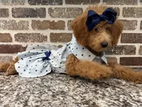 Sale - Miss. America ~ (Navy Collar) , a female Goldendoodle and Miniature Goldendoodle for sale in Colbert, GA – 8 of 10