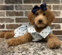 Sale - Miss. America ~ (Navy Collar) , a female Goldendoodle and Miniature Goldendoodle for sale in Colbert, GA – 3 of 10