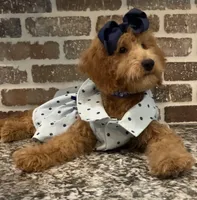 Sale - Miss. America ~ (Navy Collar) , a female Goldendoodle and Miniature Goldendoodle for sale in Colbert, GA – 2 of 10