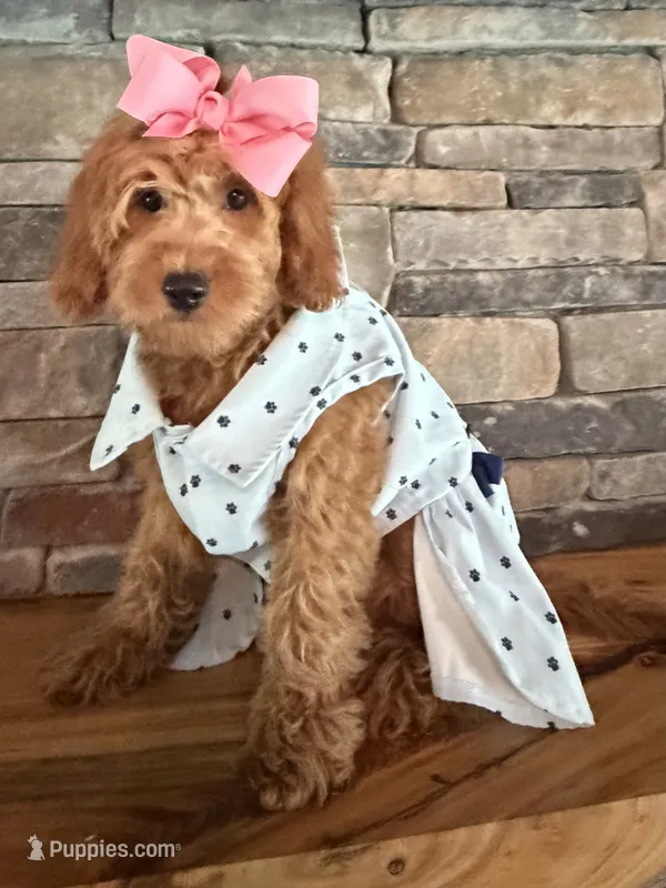Reduced: Petite- Miss.Pinkie 20lbs full grown  – Goldendoodle, Miniature Goldendoodle puppy for sale in Colbert, GA