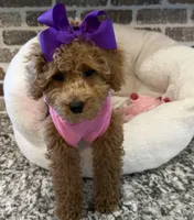 SALE - Miss. Mini Violet , a female Goldendoodle and Miniature Goldendoodle for sale in Colbert, GA – 2 of 6