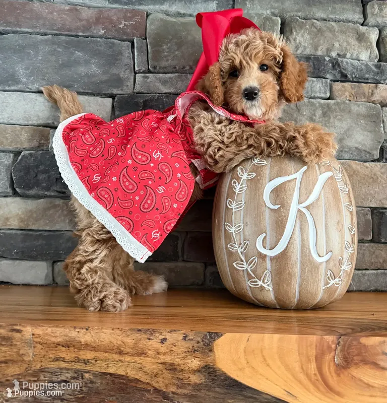 Mini - GIRL Payment Plans & Delivery Available Today!  – Goldendoodle, Miniature Goldendoodle puppy for sale in Colbert, GA
