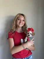 Only 3lbs now! - Tiny Toy Goldendoodle , a female English Goldendoodle and Miniature Goldendoodle for sale in Colbert, GA – 4 of 10