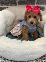 Reduced: Miss.Pinkie , a female Goldendoodle and Miniature Goldendoodle for sale in Colbert, GA – 8 of 10