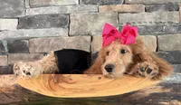 On SALE now! , a female Goldendoodle and Miniature Goldendoodle for sale in Colbert, GA – 7 of 10