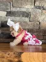 Tiny ToyGoldendoodle , a female Goldendoodle and Miniature Goldendoodle for sale in Colbert, GA – 5 of 10