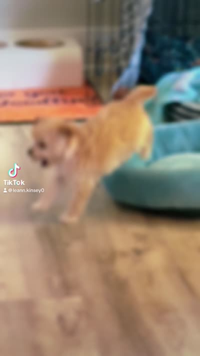 Tiny ToyGoldendoodle , a female Goldendoodle and Miniature Goldendoodle for sale in Colbert, GA – 10 of 10