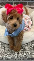 Reduced: Miss.Pinkie , a female Goldendoodle and Miniature Goldendoodle for sale in Colbert, GA – 2 of 10