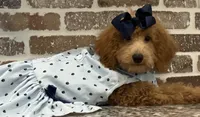 Sale - Miss. America ~ (Navy Collar) , a female Goldendoodle and Miniature Goldendoodle for sale in Colbert, GA – 6 of 10