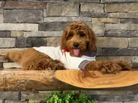 SALE - Mr. Mini Doodle USA , a male Goldendoodle and Miniature Goldendoodle for sale in Colbert, GA – 4 of 10