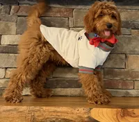 SALE - Mr. Mini Doodle USA , a male Goldendoodle and Miniature Goldendoodle for sale in Colbert, GA – 2 of 10