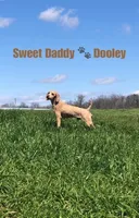 On SALE now! , a female Goldendoodle and Miniature Goldendoodle for sale in Colbert, GA – 9 of 10