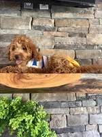 Reduced: Petite- Miss. Goldie 20lbs full grown , a female Goldendoodle and Miniature Goldendoodle for sale in Colbert, GA – 4 of 10