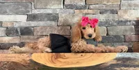 On SALE now! , a female Goldendoodle and Miniature Goldendoodle for sale in Colbert, GA – 5 of 10