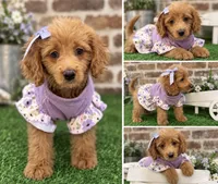 Micro-Mini !  Payment Plans/Delivery up to 4 hours away  , a female Goldendoodle and Miniature Goldendoodle for sale in Colbert, GA – 2 of 6