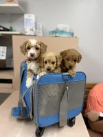 Micro-Mini - 12lbs full grown , a female Goldendoodle and Miniature Goldendoodle for sale in Colbert, GA – 2 of 10
