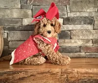 Mini - GIRL Payment Plans & Delivery Available Today! , a female Goldendoodle and Miniature Goldendoodle for sale in Colbert, GA – 3 of 10