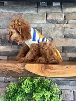 Reduced: Petite- Miss. Goldie 20lbs full grown , a female Goldendoodle and Miniature Goldendoodle for sale in Colbert, GA – 5 of 10