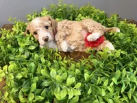 Micro-Mini - 12lbs full grown , a female Goldendoodle and Miniature Goldendoodle for sale in Colbert, GA – 4 of 10