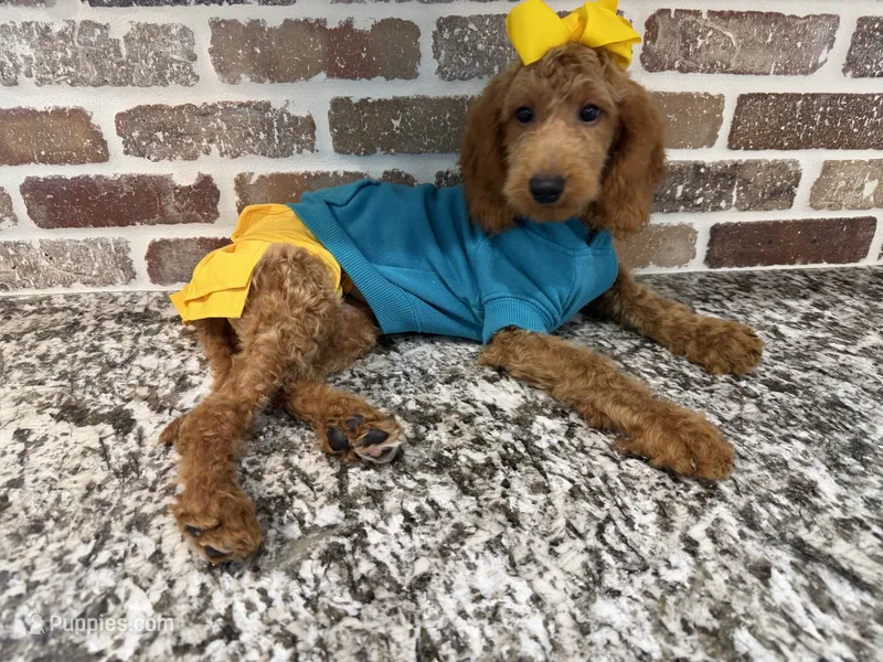 Reduced: Miss. Teal – Goldendoodle, Miniature Goldendoodle puppy for sale in Colbert, GA