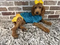 Reduced: Miss. Teal, a female Goldendoodle and Miniature Goldendoodle for sale in Colbert, GA – 1 of 7