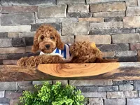 Reduced: Petite- Miss. Goldie 20lbs full grown , a female Goldendoodle and Miniature Goldendoodle for sale in Colbert, GA – 7 of 10