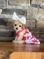 Tiny ToyGoldendoodle , a female Goldendoodle and Miniature Goldendoodle for sale in Colbert, GA – 7 of 10