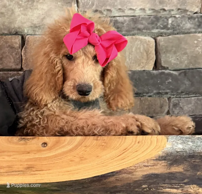 Reduced: Miss. Pinkie  – Goldendoodle, Miniature Goldendoodle puppy for sale in Colbert, GA