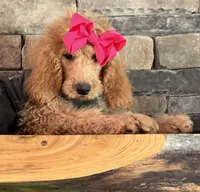 Reduced: Miss. Pinkie , a female Goldendoodle and Miniature Goldendoodle for sale in Colbert, GA – 1 of 10