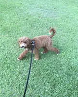SALE - Mr. Mini Doodle USA , a male Goldendoodle and Miniature Goldendoodle for sale in Colbert, GA – 10 of 10