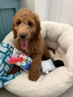 SALE - MINI- Mr. Blue , a male Goldendoodle and Miniature Goldendoodle for sale in Colbert, GA – 1 of 4
