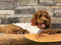 SALE - Mr. Mini Doodle USA , a male Goldendoodle and Miniature Goldendoodle for sale in Colbert, GA – 6 of 10