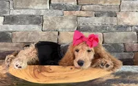On SALE now! , a female Goldendoodle and Miniature Goldendoodle for sale in Colbert, GA – 3 of 10