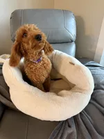 Reduced: Miss. Teal, a female Goldendoodle and Miniature Goldendoodle for sale in Colbert, GA – 9 of 10