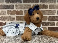 Sale - Miss. America ~ (Navy Collar) , a female Goldendoodle and Miniature Goldendoodle for sale in Colbert, GA – 5 of 10