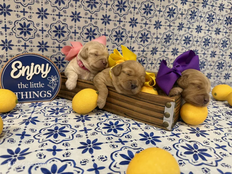 Micro-Mini - 12lbs full grown  – Goldendoodle, Miniature Goldendoodle puppy for sale in Colbert, GA