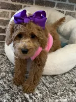 SALE - Miss. Mini Violet , a female Goldendoodle and Miniature Goldendoodle for sale in Colbert, GA – 4 of 6