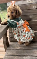 Micro-Mini !  Payment Plans/Delivery up to 4 hours away  , a female Goldendoodle and Miniature Goldendoodle for sale in Colbert, GA – 3 of 6
