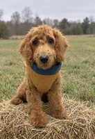 Micro-Mini - Payment Plans & Delivery Available Today! , a male Goldendoodle and Miniature Goldendoodle for sale in Colbert, GA – 1 of 8