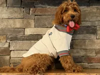 SALE - Mr. Mini Doodle USA , a male Goldendoodle and Miniature Goldendoodle for sale in Colbert, GA – 3 of 10