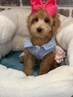 Reduced: Miss.Pinkie , a female Goldendoodle and Miniature Goldendoodle for sale in Colbert, GA – 7 of 10