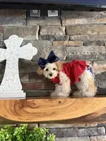 Only 3lbs now! - Tiny Toy Goldendoodle , a female English Goldendoodle and Miniature Goldendoodle for sale in Colbert, GA – 3 of 10