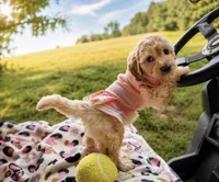 Fall Promotion - Micro-Mini:  Payment Plans/Delivery, a female Goldendoodle and Miniature Goldendoodle for sale in Colbert, GA – 5 of 6