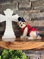 Only 3lbs now! - Tiny Toy Goldendoodle , a female English Goldendoodle and Miniature Goldendoodle for sale in Colbert, GA – 5 of 10