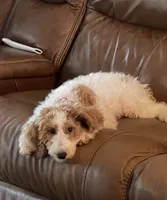Sale - Miss. America ~ (Navy Collar) , a female Goldendoodle and Miniature Goldendoodle for sale in Colbert, GA – 9 of 10