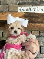 Tiny ToyGoldendoodle , a female Goldendoodle and Miniature Goldendoodle for sale in Colbert, GA – 1 of 10