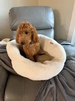 Reduced: Miss. Teal, a female Goldendoodle and Miniature Goldendoodle for sale in Colbert, GA – 10 of 10